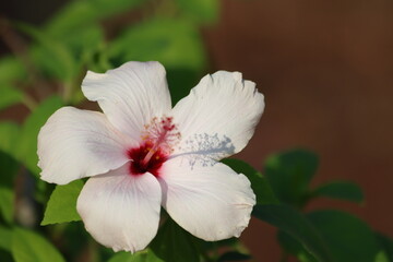 closeup of  white hibiscus flower
