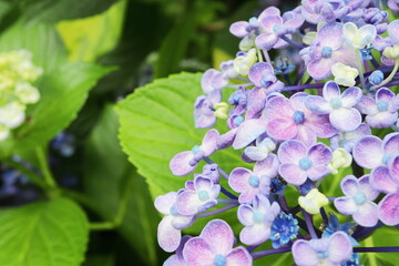 赤紫色の渦紫陽花