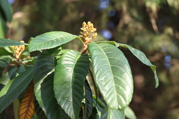 blooms and leaves of loquat tree