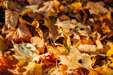 orange and gold autumn leaves background