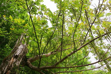 公園に植えられたシナサワグルミの花
