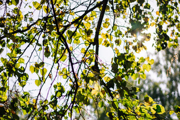 Green maple in sunlight. Early autumn