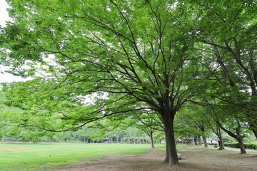Fototapeta premium 公園にはえる大きなクスノキ