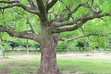 公園にはえる大きなクスノキ