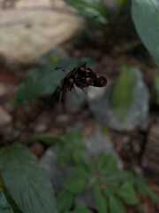 ants on a leaf