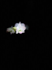 white flowers on black background