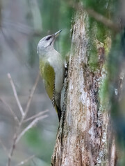 Grey-headed woodpecker