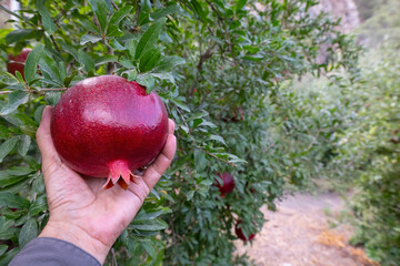 Man picking ripe red pomegranate fruits from a tree branch in the garden. Close-up