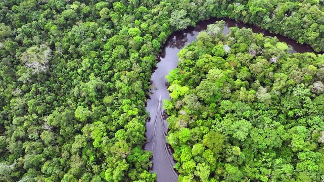 Aerial shot above canoe cruising a curvy river in the Cuyabeno wildlfe reserve Ecuador - Amazonian rainforest