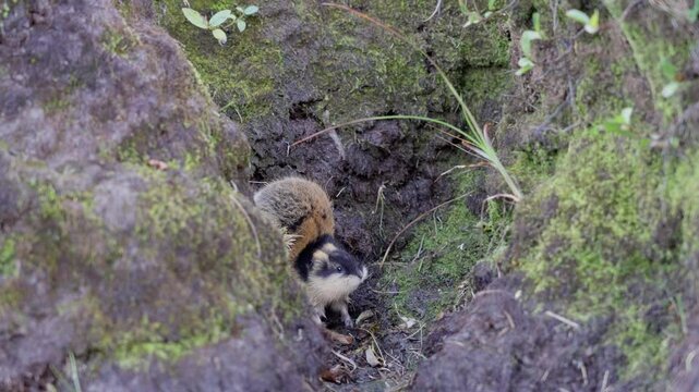Closeup of a lemming trapped in a natural U shaped ground formation, backing into the wall and breathing heavily in fear
