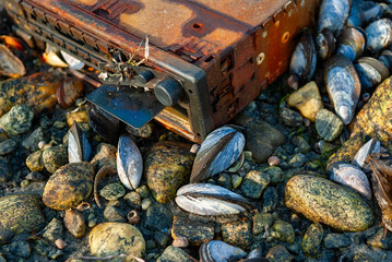 A rusty, old radio lies on a rocky beach. Mussels and pebbles surround the radio.