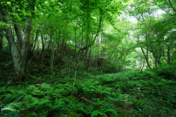 dense spring forest with ferns and old trees