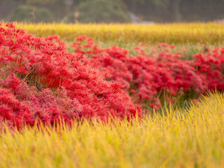彼岸花が咲く明日香村の田園風景
