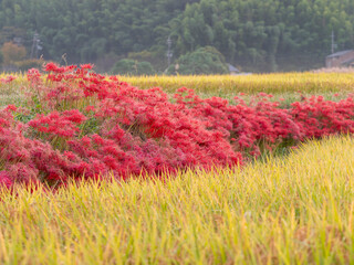 彼岸花が咲く明日香村の田園風景