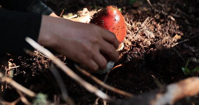 Picking amanita caesarea, orange mushroom edible in forest of China