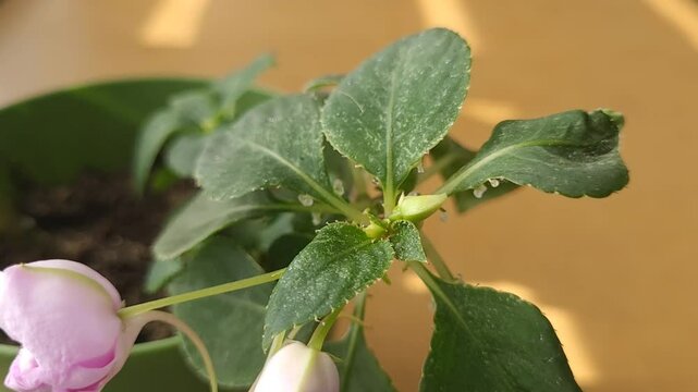 Plant affected by spider mites, diseases and pests of indoor plants