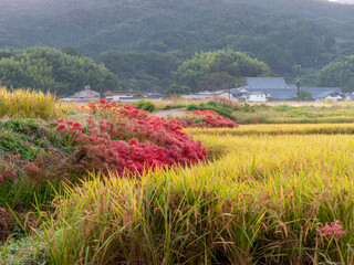 彼岸花が咲く明日香村の田園風景