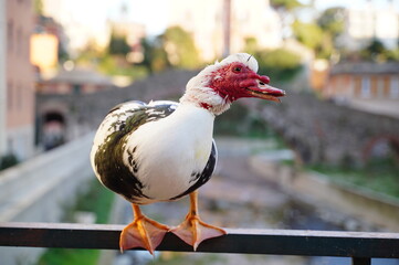 Wild duck on the railing of a bridge in a seaside town