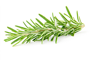 Fototapeta premium A sprig of fresh rosemary with pointed, aromatic green leaves. The rosemary stands out against