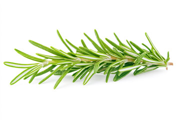 Fototapeta premium A sprig of fresh rosemary with pointed, aromatic green leaves. The rosemary stands out against