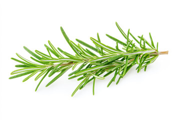 Fototapeta premium A sprig of fresh rosemary with pointed, aromatic green leaves. The rosemary stands out against
