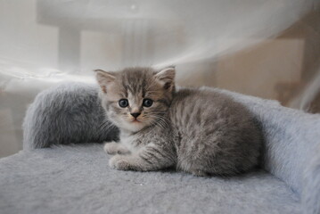 cat on the couch