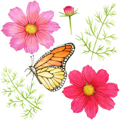 Autumn watercolor png illustration: flowers, bud, leaves and butterfly. Hand drawn isolated objects on a transparent  background.  Element for design pattern, invitation, textile, card, scrapbook.