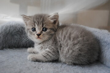 cat on the bed