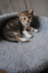 cat on the bed