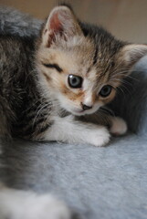 close up of a kitten