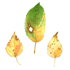 Autumn watercolor illustration: set of yellow leaves. Hand drawn isolated objects on a white background.  Element for design pattern, invitation, textile, card, scrapbook.