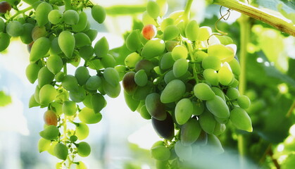 Grapes Lush Close-Up Green Vibrant Fresh Vineyard Sunlight Harvest