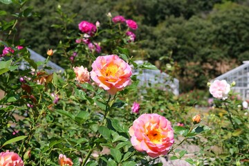 Obraz premium 穏やかに咲く薔薇の花 秋のバラ園