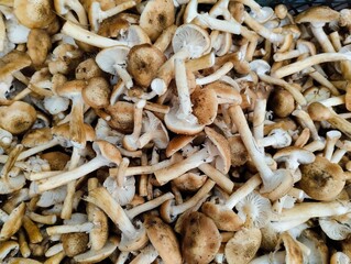 mushrooms on a wooden background