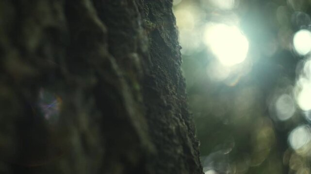 Close up of lichen and green moss growing on bark of tree trunk in summer or autumn day. Rainforest conservation, saving environment, green movement. Nature concept