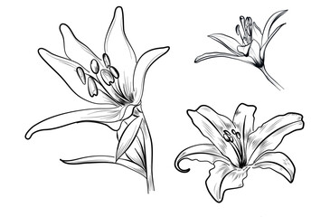 A set of black and white hand-drawn lily flowers vector