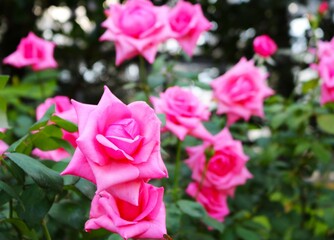 華やかに咲くピンクのバラの花　秋のバラ園