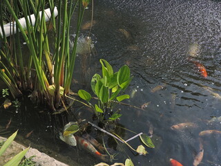 river with very clear water, you can see lots of fish playing behind the wild trees that grow on the riverbank, tranquility and beauty of wild nature on the outskirts of Yogyakarta city