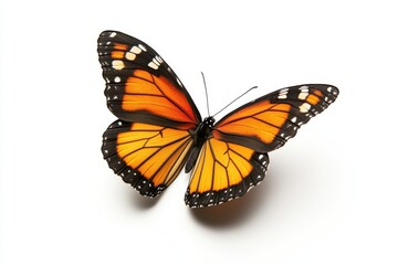 Fototapeta premium butterfly isolated on white background