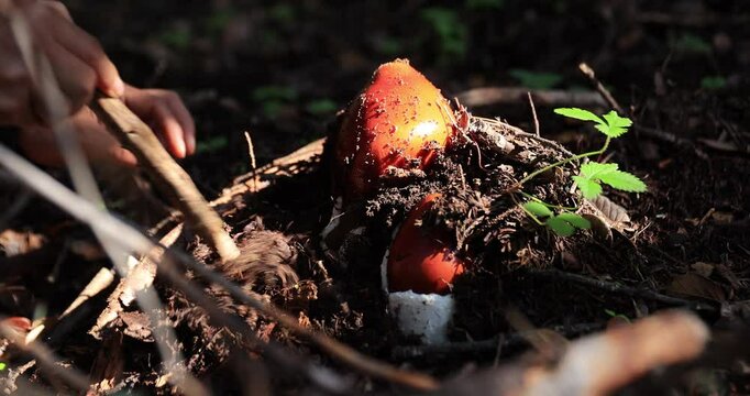Picking amanita caesarea, orange mushroom edible in forest of China