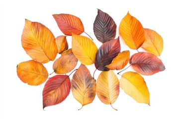 Obraz premium Collection set of yellow orange red autumn leaf leaves single group pile on white background