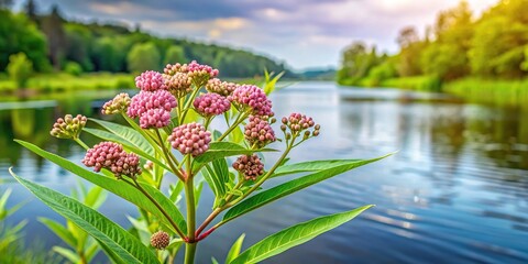 Swamp milkweed growing by the river in July