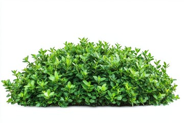 Obraz premium Green bush isolated on white background