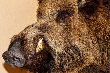 A stuffed boar on the wall of a house