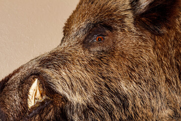 A stuffed boar on the wall of a house