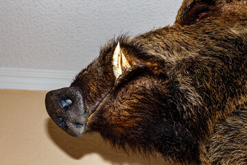 A stuffed boar on the wall of a house