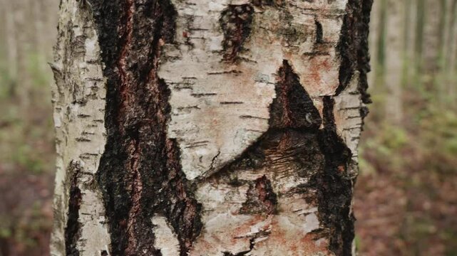 Bare birch trees in late fall detailed shots of bark and branches
