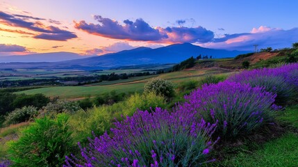 Obraz premium A vibrant sunset over rolling hills covered in lavender fields, with mountains in the distance