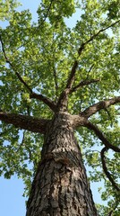 A towering oak tree reaches for the blue sky on a sunny day in a tranquil forest