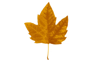 golden color autumnal plane tree leaf isolated on white